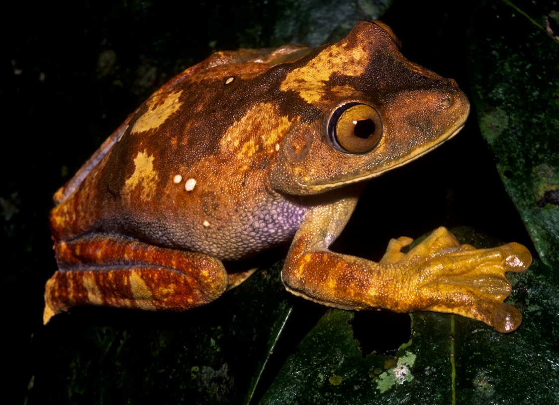 Salinity Conditions during the Larval Life Stage Affect Terrestrial