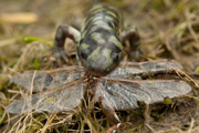 Tiger Salamander Photo