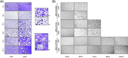Grids of cell images show C P E progression and plaque formation in L M H and Q M 5 cells across dilution and time points in A R V infected cultures.