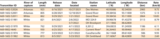 Detected location dates, station names, coordinates, distance traveled, and movement rates of some individual silver carp Hypophthalmichthys molitrix released as part of the study to evaluate Silver Carp movements using acoustic telemetry throughout the lower Arkansas River and White River in central Arkansas, USA during 2021 and 2022. These individuals left the study area and were detected in other river systems by other research projects. *The Current River flows into the Black River, a tributary of the White River. Movements into tributaries were not monitored in this study.