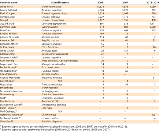 List of all species captured at all sites and surveyed locations of Blackwater River drainage (Blackwater River and Little Blackwater River in Chesapeake Bay watershed, Maryland) in 2006, 2007, 2018, and 2019, ordered from most abundant to least abundant in 2006.