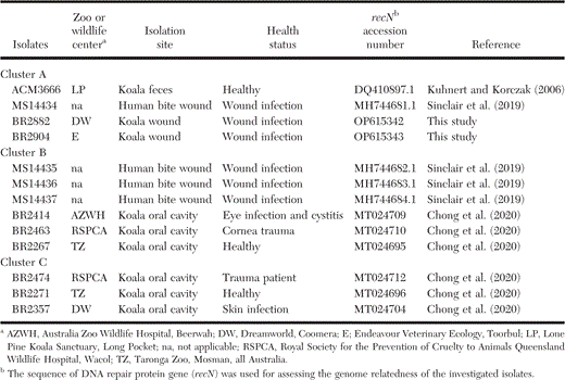 Information and housekeeping gene recN sequence accession numbers of previously described Lonepinella-like isolates from koalas (Phascolarctos cinereus) and humans, and from wound infections of a captive adult female koala at Dreamworld, Queensland, Australia in 2018 and a wild adult male koala from southeast Queensland in 2021. Using Geneious Prime version 2022.1.1 (Biomatters, Inc.) to align with ClustalW version 2.1 (Larkin et al. 2007), the isolates were found to form three clusters.