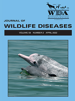 Aural Abscesses in Wild Midland Painted Turtles (Chrysemys picta ...